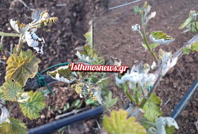 Νεμέα: Σε επιφυλακή οι αγρότες μετά τον παγετό – «Για φέτος… τρυγήσαμε ζημιές»